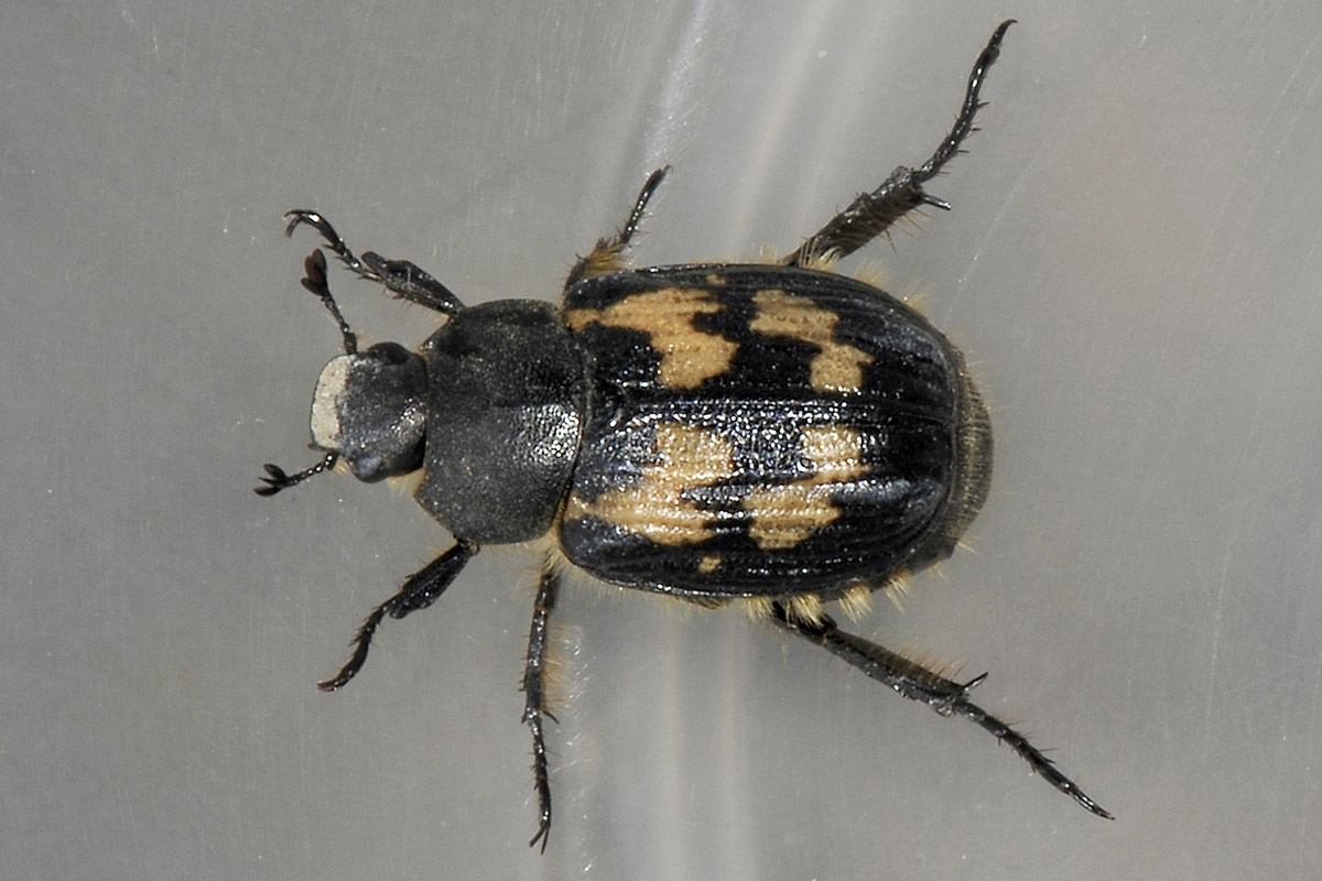 Exomala campestris, Rutelidae